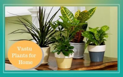 Tips to Place Vastu Plants at Home