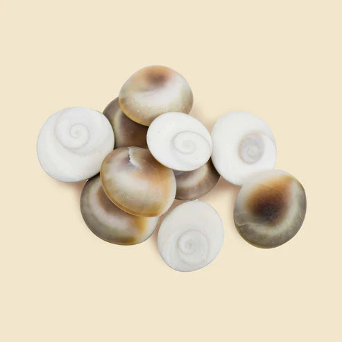 Gomti Chakra Original for Puja (11) - Pieces