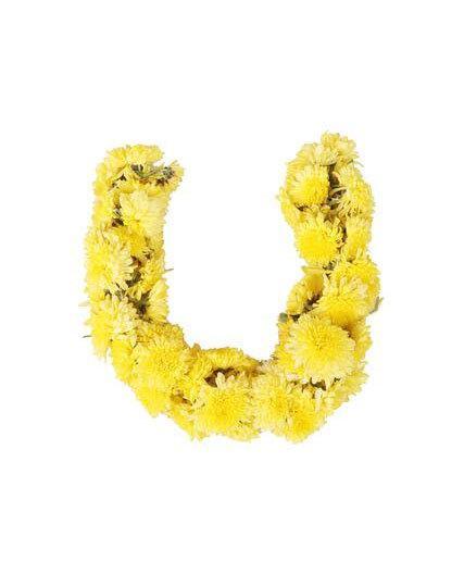 Chrysanthemums Puja Mola/String