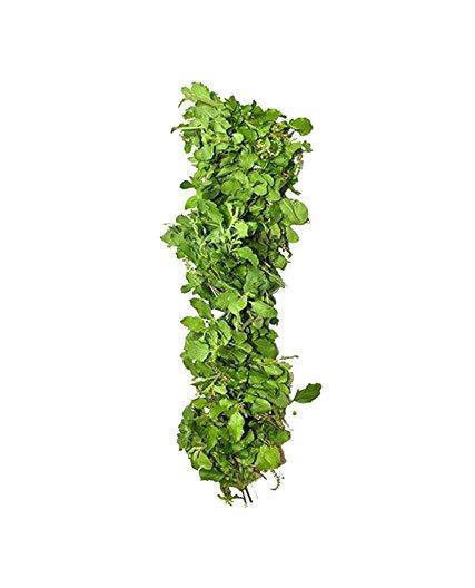 Tulusi /paneer Garland