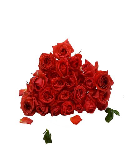 Dark Red Rose Flowers for Puja