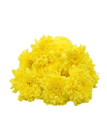 Loose Chrysanthemums Flowers for Home Decor