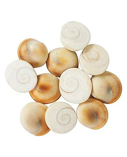 Original Natural Gomati/Gomti Chakra for Puja (White) 51 Pieces