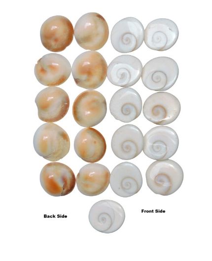 Gomti Chakra Shell for Pooja