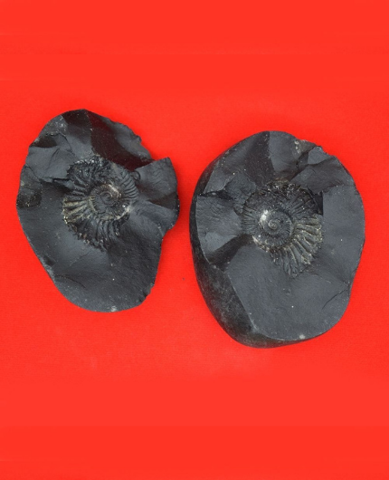 Lakshmi Narayanam Shaligram