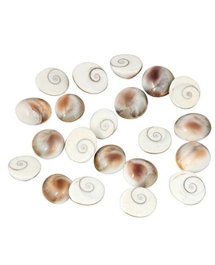 Natural Gomati Chakra 12 Piece