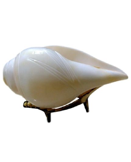 Shankh with Brass Stand