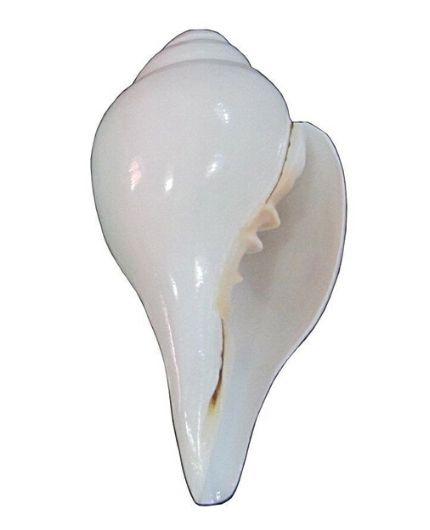 Vamvarti Blowing Shankh