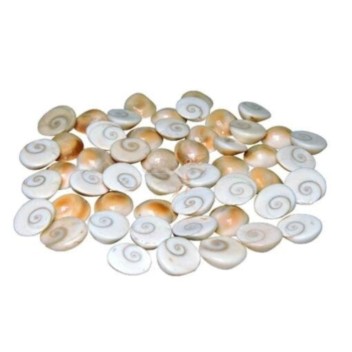Original Natural Gomati/Gomti Chakra for Puja (White) 51 Pieces
