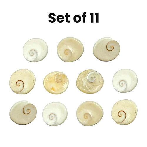 Gomti Chakra Original for Puja (11) - Pieces