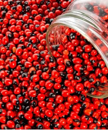 Natural Rakt Gunja|Red Chirmi Beads|Abrus Seed|Gamanchi|Gaunchi|Rati -Gulaganji|Guruvinda|Guruginia -51 pcs