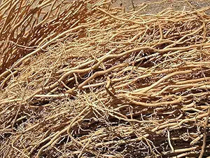 Vetiver Lavancha Roots/Khus Khus Grass for Puja and Havan (500 GRAM)