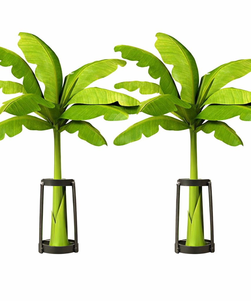 Banana Leaf Stand for Pooja | Strong Banana Stem Holder Decoration