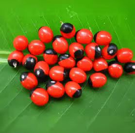 Original Red Gulganji