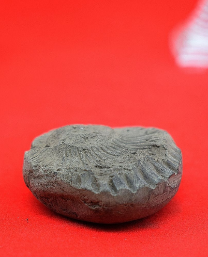 Sudarshan Shaligram