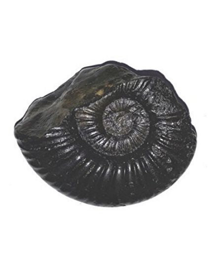 Vishnu Shaligram