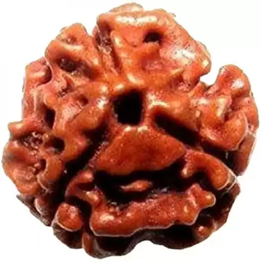 3 Mukhi Rudraksh with Certificate