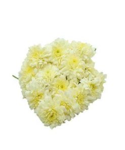 Natural White Chamanthi Flowers for Pooja