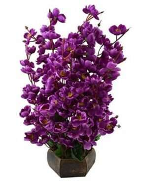 Orchid Flowers Pot