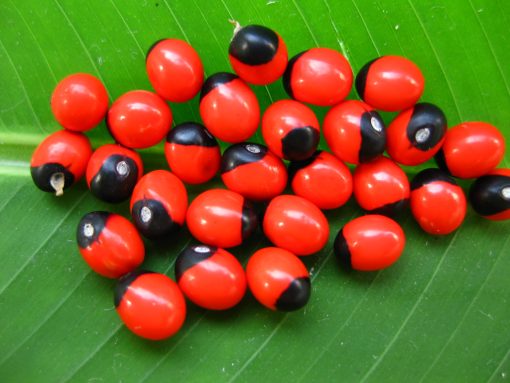 Natural Rakt Gunja -Red Chirmi Beads -Abrus Seed -Gamanchi -Gaunchi -Rati -Gulaganji -Guruvinda -Guruginia -51 pcs