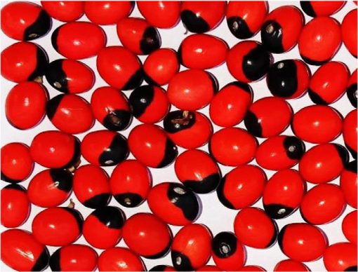 Natural Rakt Gunja -Red Chirmi Beads -Abrus Seed -Gamanchi -Gaunchi -Rati -Gulaganji -Guruvinda -Guruginia -51 pcs - Image 2